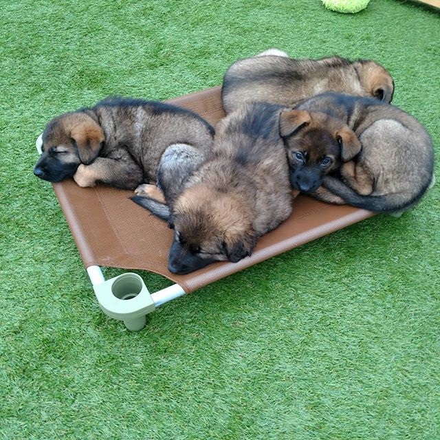 Puppies Sharing