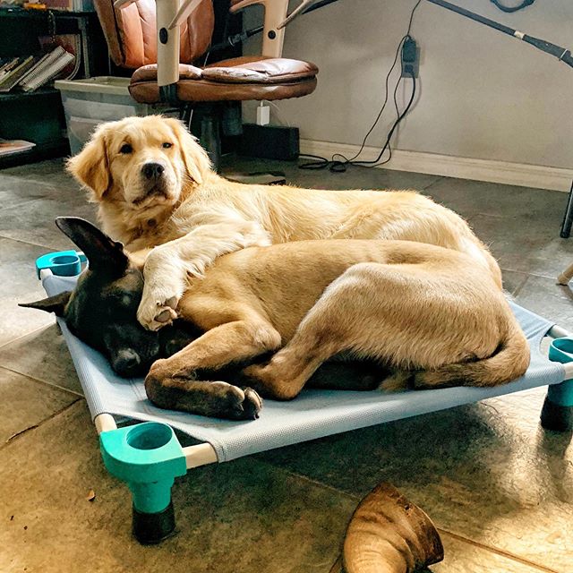 http://4legs4pets.com/wp-content/uploads/2019/08/HOME-2-dogs-hugging-on-same-cot.jpg